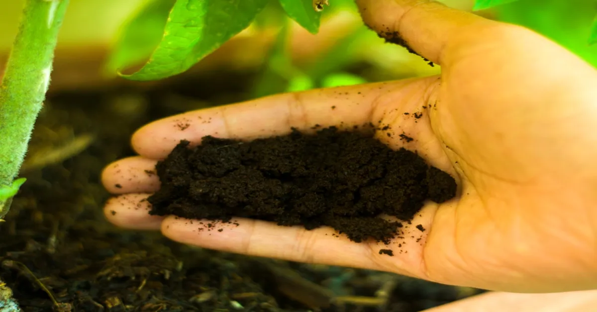 Unlock the pH Secrets: Are Coffee Grounds Acidic?