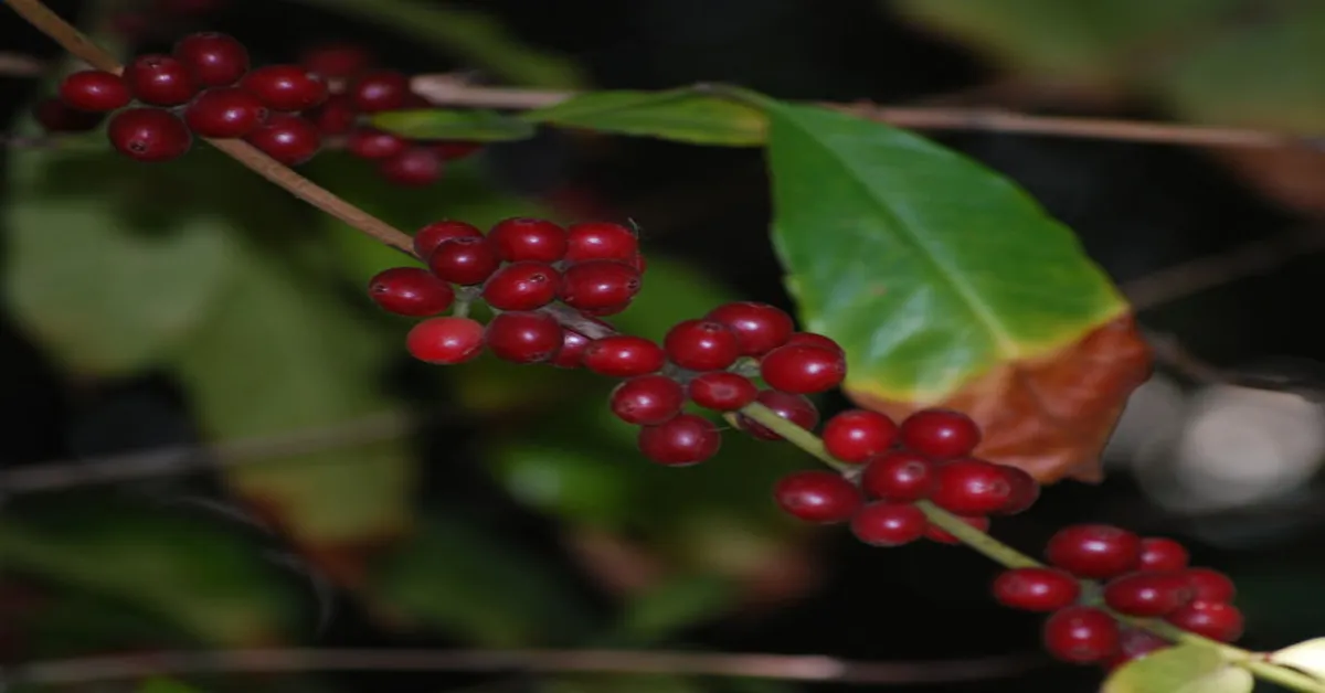 Liberica Unveiled: Decoding Coffee’s Acidity Secrets